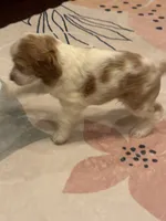 Stack, a male Cocker Spaniel for sale in Chandler, AZ – 7 of 10
