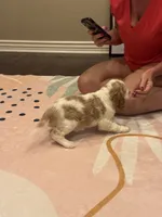 Stack, a male Cocker Spaniel for sale in Chandler, AZ – 3 of 10