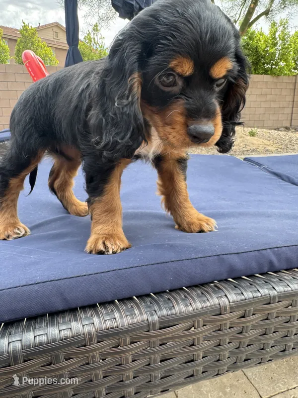 Maggie – Cocker Spaniel puppy for sale in Chandler, AZ