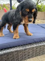 Maggie, a female Cocker Spaniel for sale in Chandler, AZ – 1 of 10