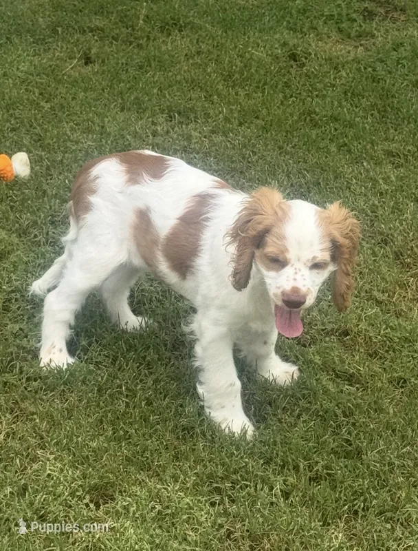 Stark – Cocker Spaniel puppy for sale in Chandler, AZ