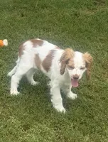 Stark, a male Cocker Spaniel for sale in Chandler, AZ – 2 of 10