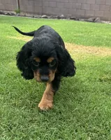 Maggie, a female Cocker Spaniel for sale in Chandler, AZ – 5 of 10