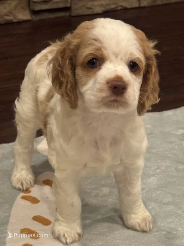 Stark – Cocker Spaniel puppy for sale in Chandler, AZ