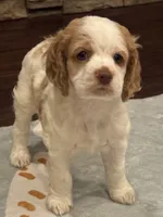 Stark, a male Cocker Spaniel for sale in Chandler, AZ – 1 of 8
