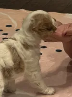 Stark, a male Cocker Spaniel for sale in Chandler, AZ – 4 of 8