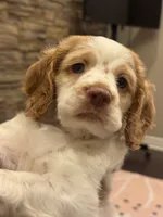 Stack, a male Cocker Spaniel for sale in Chandler, AZ – 2 of 10