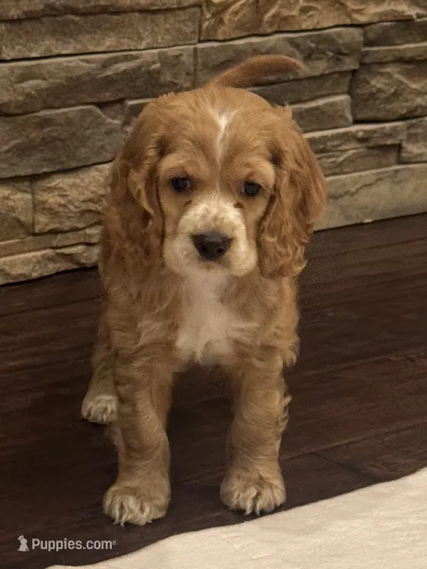 Bruno – Cocker Spaniel puppy for sale in Chandler, AZ