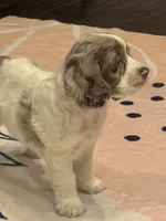 Oakley, a female Cocker Spaniel for sale in Chandler, AZ – 5 of 10