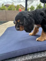 Maggie, a female Cocker Spaniel for sale in Chandler, AZ – 4 of 10
