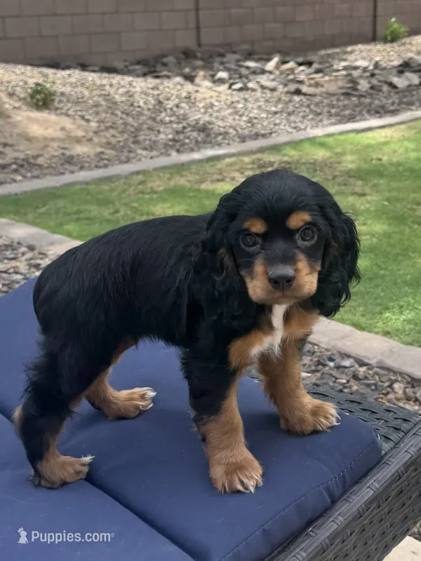 Maggie – Cocker Spaniel puppy for sale in Chandler, AZ