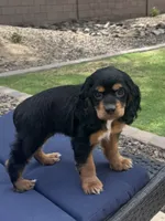 Maggie, a female Cocker Spaniel for sale in Chandler, AZ – 2 of 10