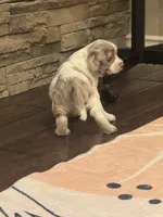 Oakley, a female Cocker Spaniel for sale in Chandler, AZ – 8 of 10
