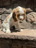 Stack, a male Cocker Spaniel for sale in Chandler, AZ – 9 of 10
