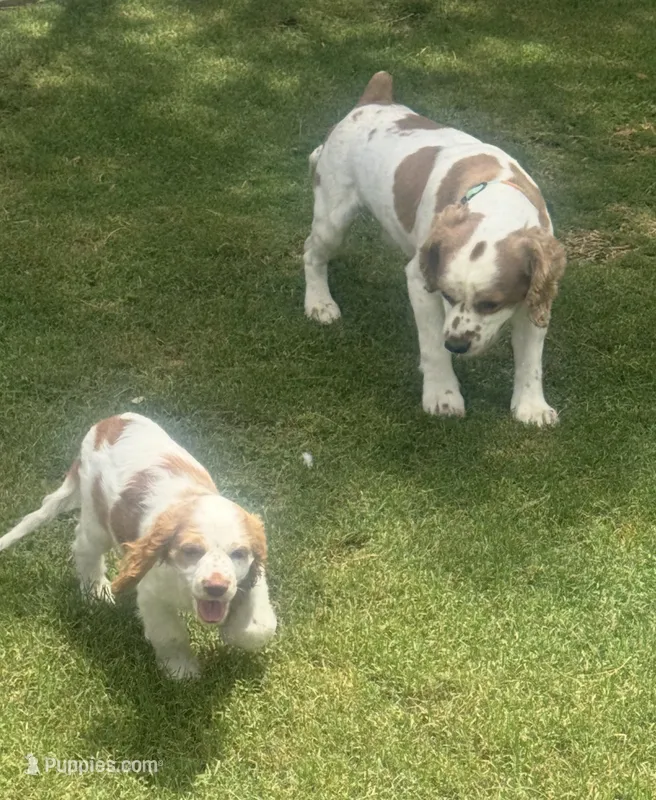 Stark – Cocker Spaniel puppy for sale in Chandler, AZ
