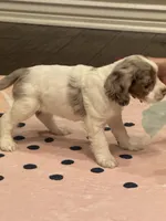 Oakley, a female Cocker Spaniel for sale in Chandler, AZ – 7 of 10