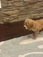 Bruno, a male Cocker Spaniel for sale in Chandler, AZ – 10 of 10