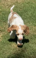 Stack, a male Cocker Spaniel for sale in Chandler, AZ – 4 of 10