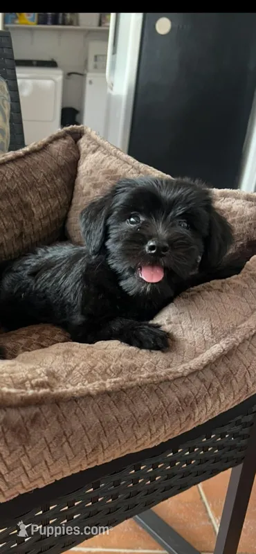 Luna – Miniature Schnauzer, Shih Tzu puppy for sale in Miami, FL