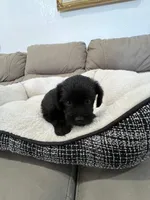 Coco, a female Miniature Schnauzer and Shih Tzu for sale in Miami, FL – 3 of 5