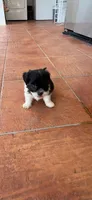 Max, a male Maltese and Shih Tzu for sale in Miami, FL – 3 of 6