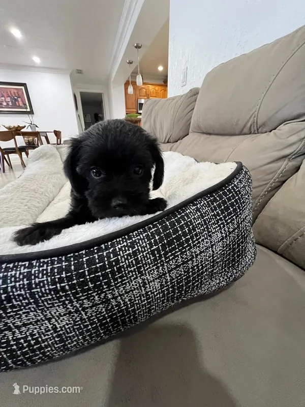 Coco – Miniature Schnauzer, Shih Tzu puppy for sale in Miami, FL