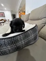 Coco, a female Miniature Schnauzer and Shih Tzu for sale in Miami, FL – 5 of 5