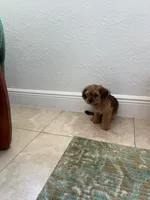 Max, a male Miniature Schnauzer and Shih Tzu for sale in Miami, FL – 5 of 10