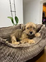 Max, a male Miniature Schnauzer and Shih Tzu for sale in Miami, FL – 2 of 10
