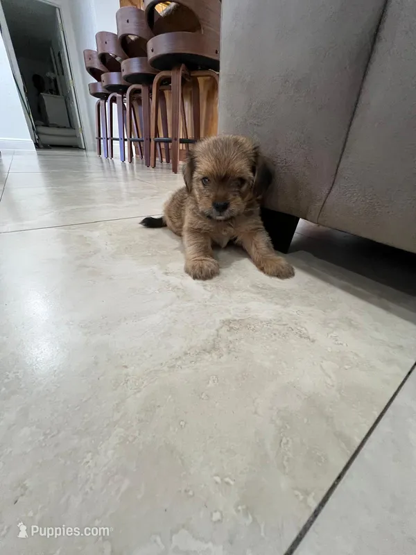 Spike – Miniature Schnauzer, Shih Tzu puppy for sale in Miami, FL