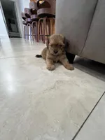 Spike, a male Miniature Schnauzer and Shih Tzu for sale in Miami, FL – 1 of 5
