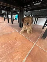 Max, a male Miniature Schnauzer and Shih Tzu for sale in Miami, FL – 10 of 10