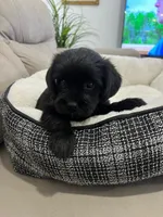 Luna, a female Miniature Schnauzer and Shih Tzu for sale in Miami, FL – 3 of 6