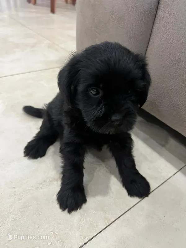 Luna – Miniature Schnauzer, Shih Tzu puppy for sale in Miami, FL