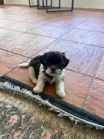 Max, a male Maltese and Shih Tzu for sale in Miami, FL – 2 of 6