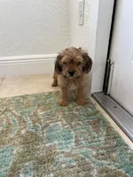 Max, a male Miniature Schnauzer and Shih Tzu for sale in Miami, FL – 9 of 10