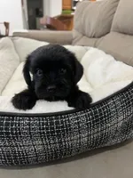 Luna, a female Miniature Schnauzer and Shih Tzu for sale in Miami, FL – 5 of 6