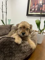 Max, a male Miniature Schnauzer and Shih Tzu for sale in Miami, FL – 6 of 10