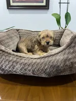 Max, a male Miniature Schnauzer and Shih Tzu for sale in Miami, FL – 8 of 10