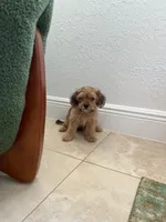 Max, a male Miniature Schnauzer and Shih Tzu for sale in Miami, FL – 3 of 10