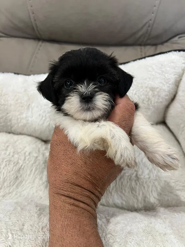Max – Maltese, Shih Tzu puppy for sale in Miami, FL