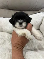 Max, a male Maltese and Shih Tzu for sale in Miami, FL – 1 of 6