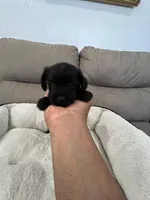 Coco, a female Miniature Schnauzer and Shih Tzu for sale in Miami, FL – 4 of 5