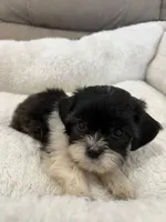 Max, a male Maltese and Shih Tzu for sale in Miami, FL – 5 of 6