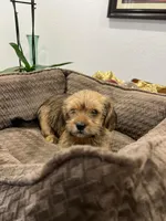 Max, a male Miniature Schnauzer and Shih Tzu for sale in Miami, FL – 4 of 10