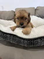 Spike, a male Miniature Schnauzer and Shih Tzu for sale in Miami, FL – 2 of 5