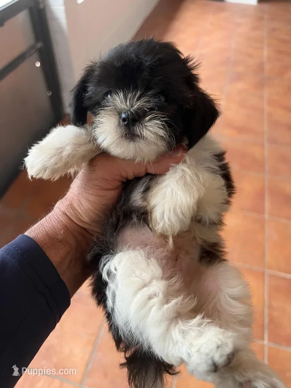 Max – Maltese, Shih Tzu puppy for sale in Miami, FL
