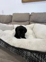 Luna, a female Miniature Schnauzer and Shih Tzu for sale in Miami, FL – 4 of 6
