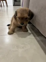 Spike, a male Miniature Schnauzer and Shih Tzu for sale in Miami, FL – 4 of 5