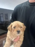 Max, a male Miniature Schnauzer and Yorkshire Terrier for sale in Miami, FL – Photo 6 of 6